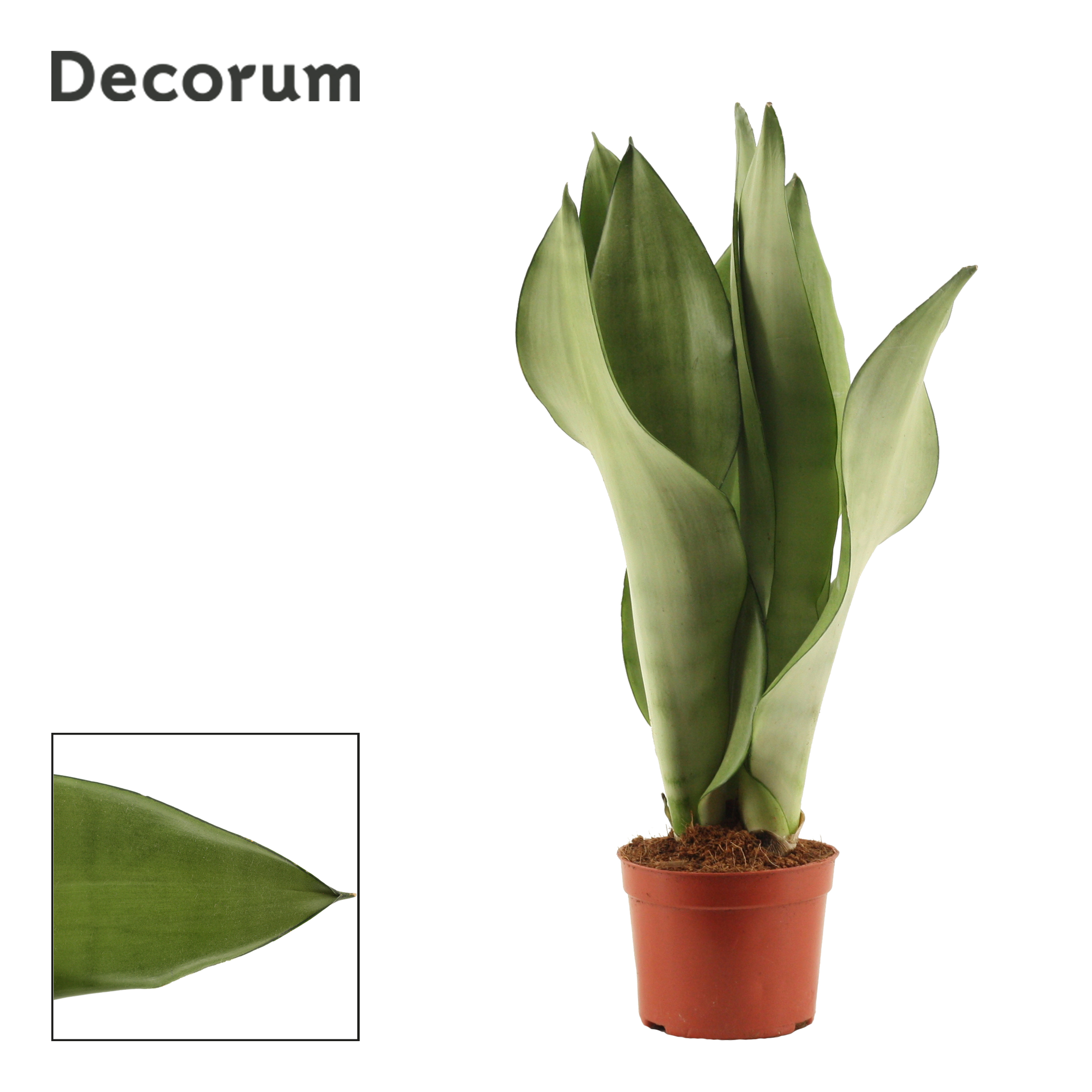 Picture of Sansevieria Moonshine 9 cm (Decorum) P9 25CM