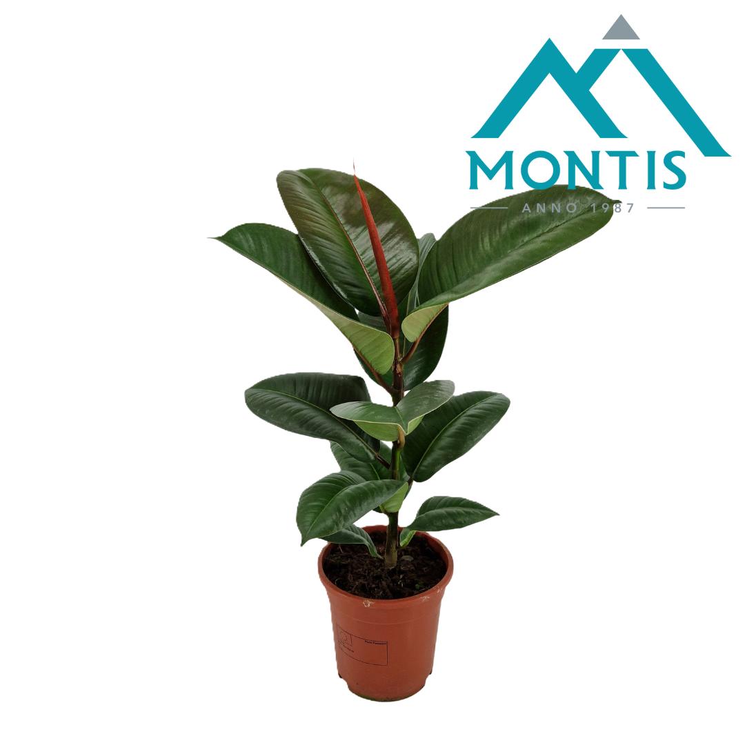 Picture of Ficus elastica Robusta P17 (2 Ltr) 55CM