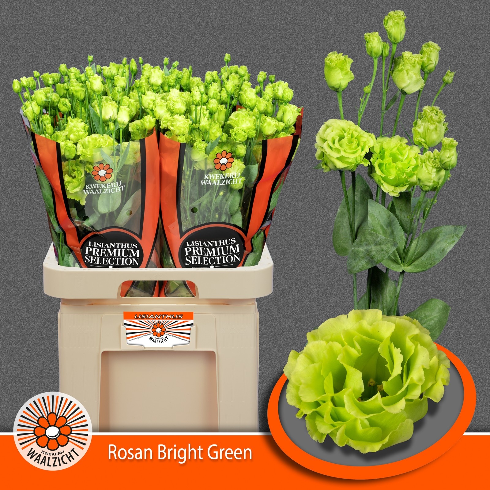 Eus G Rosan Br Green