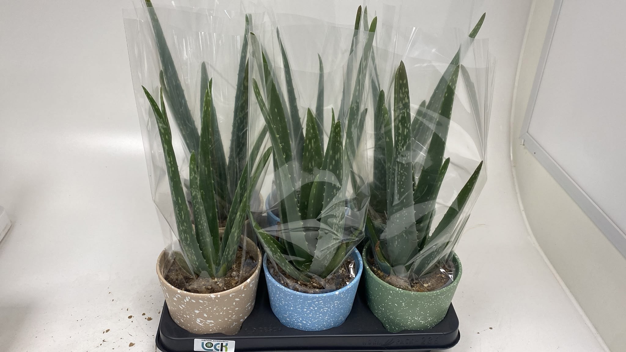 Aloe Variagata 12Ø 35cm