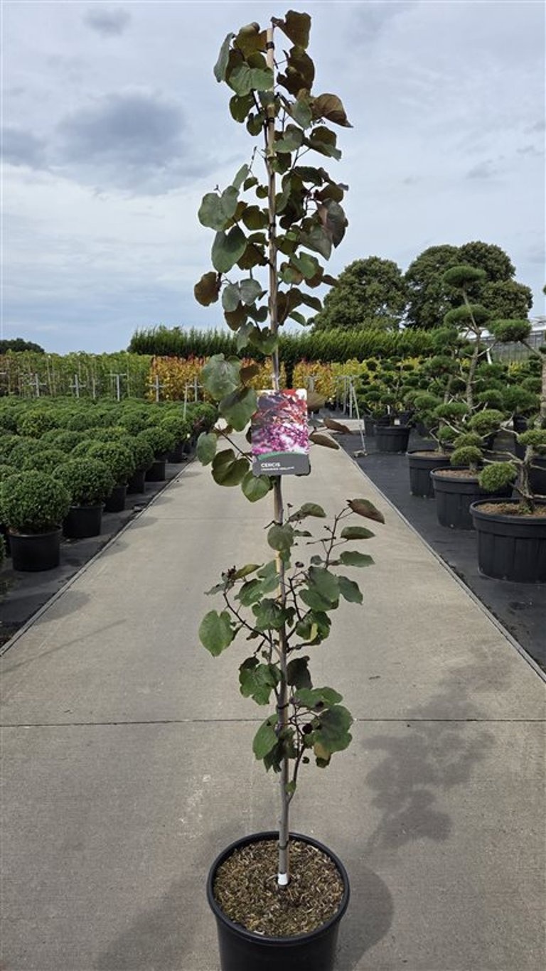 Cercis canadensis 'Merlot'