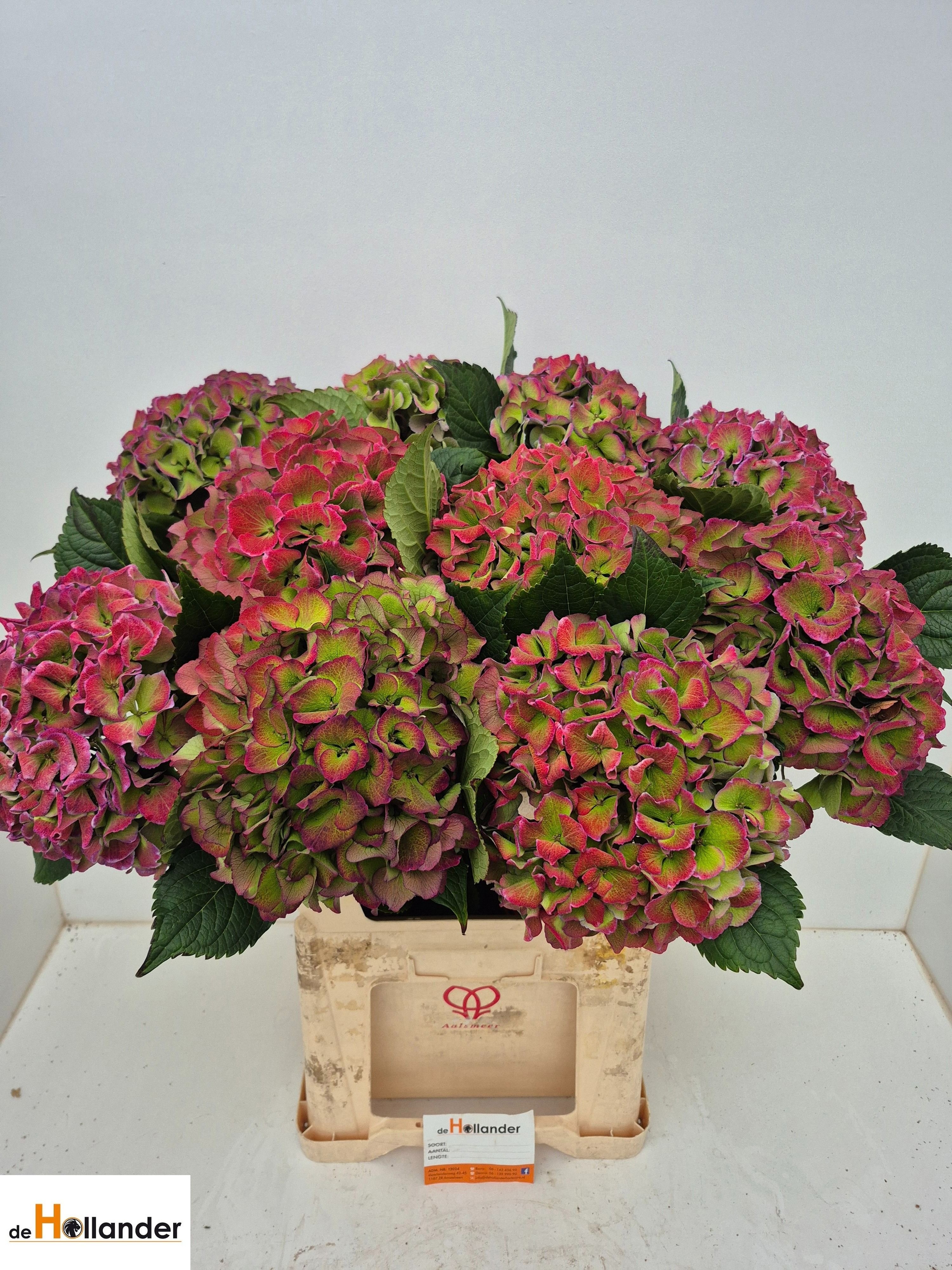 Hydr M Ro Love Cl Bl 80cm 21Ø