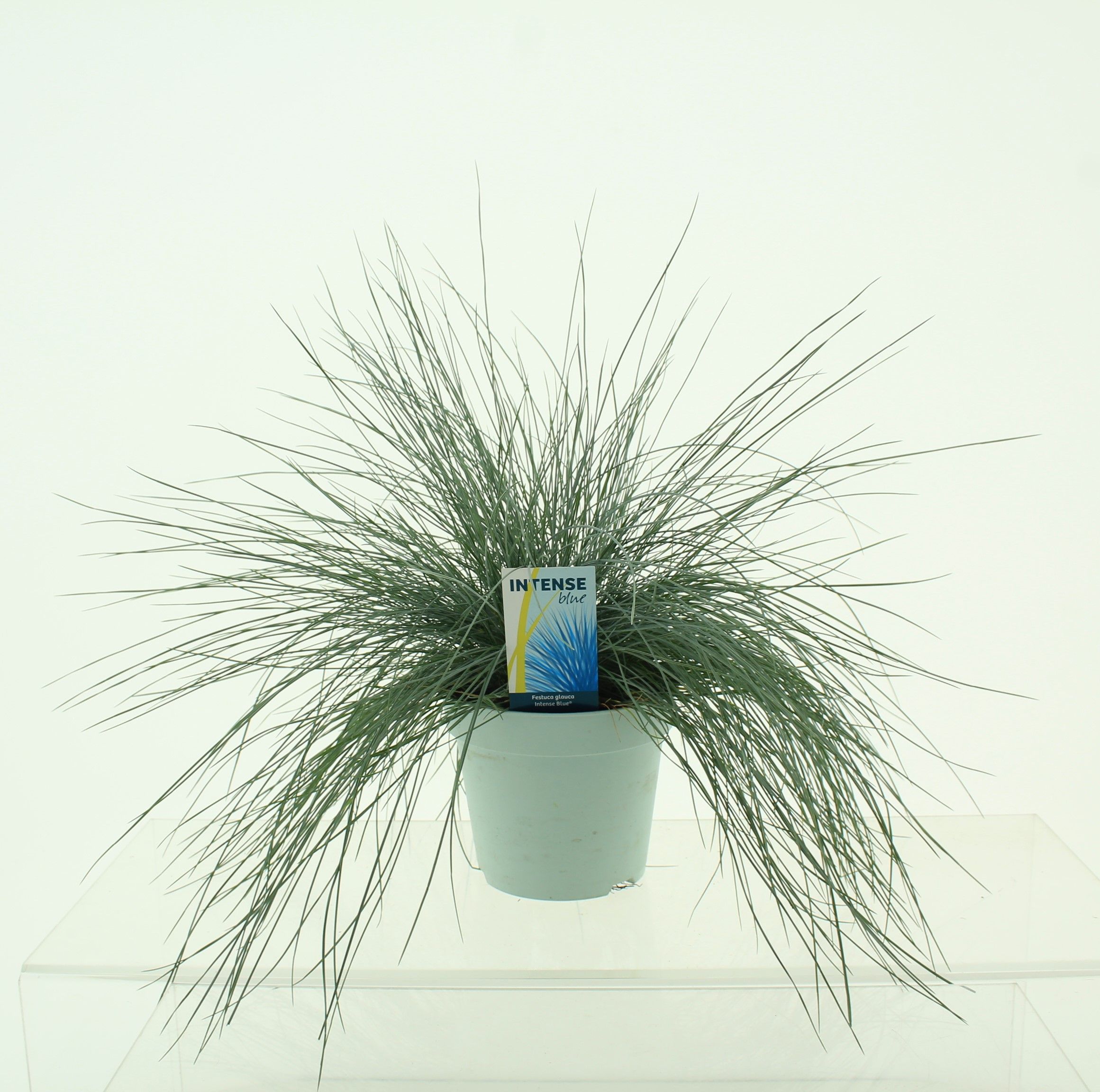 Picture of Festuca glauca Intense Blue®