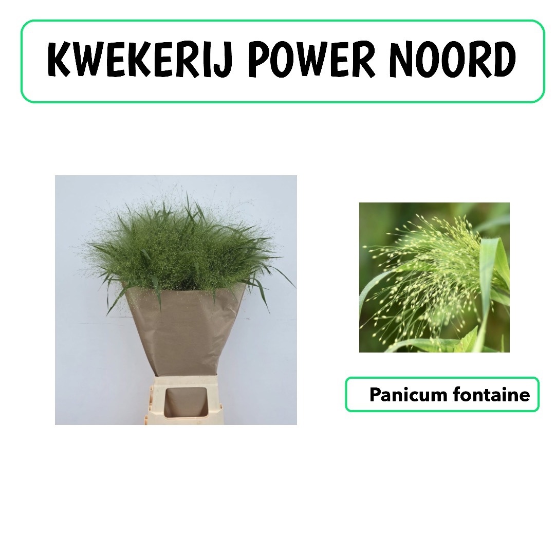 Panicum Fountain 70cm