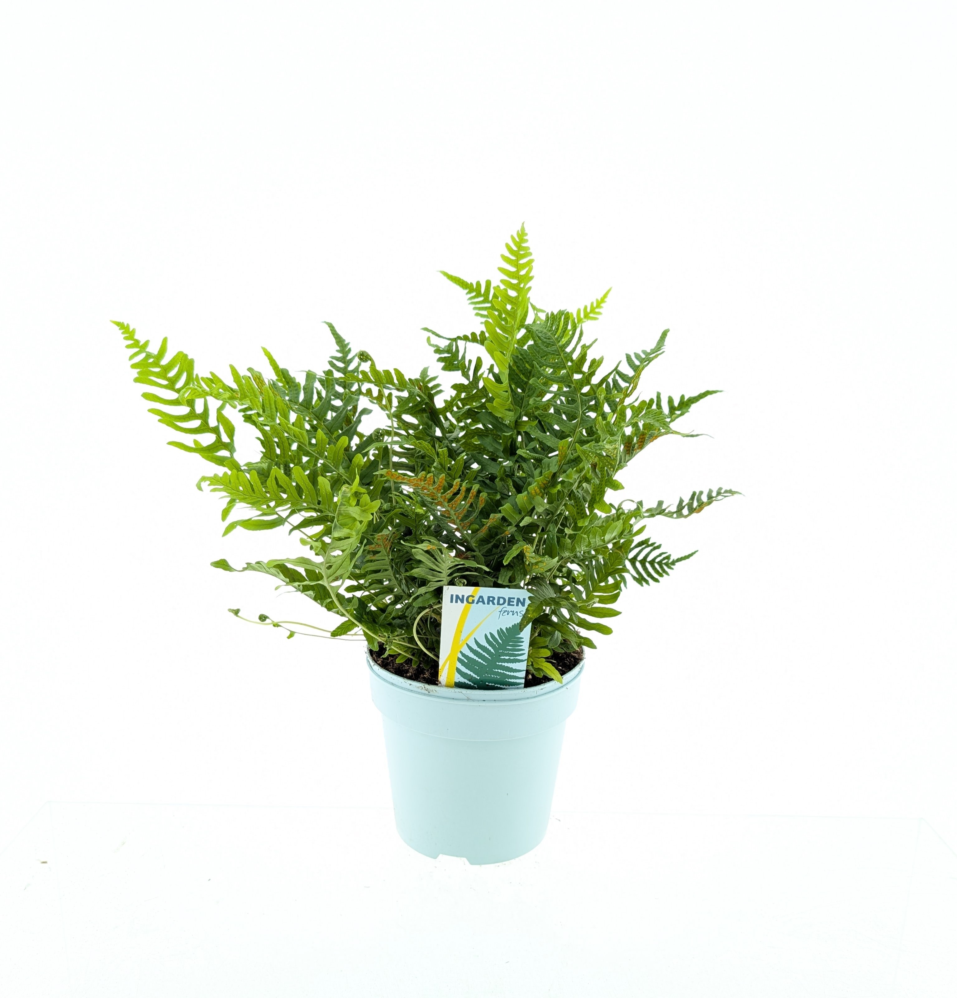 Picture of Polypodium vulgare