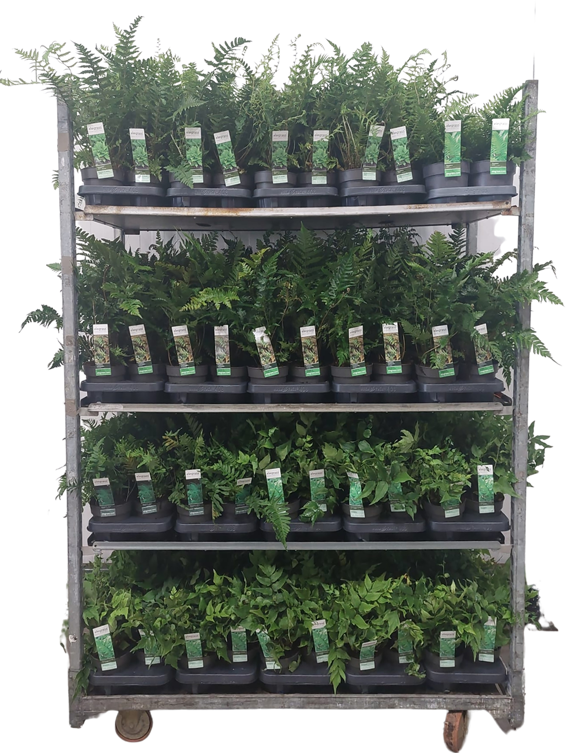 Picture of Ferns mix shelve P14