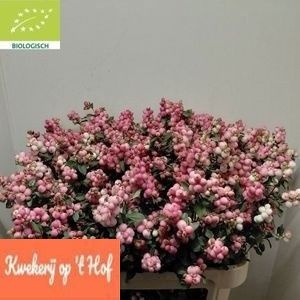 Sympho Mag Ruby Fall