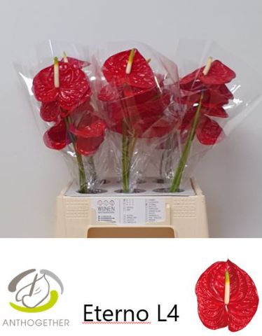 Anthurium Eterno 9Ø