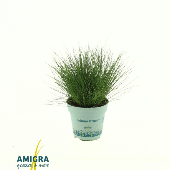 Picture of Festuca gautieri AmiGreen®