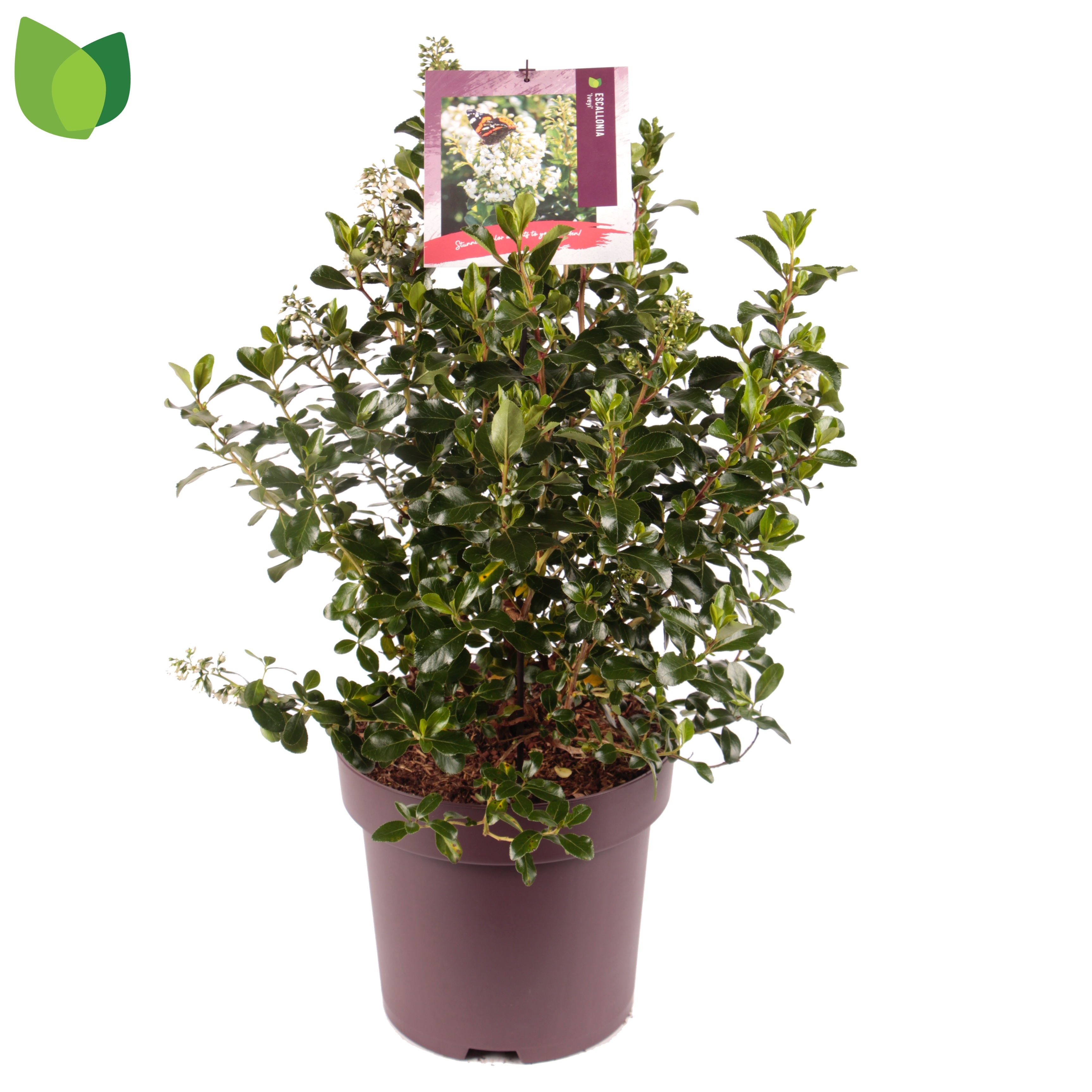 Picture of Escallonia Iveyi P29 (10 Ltr)