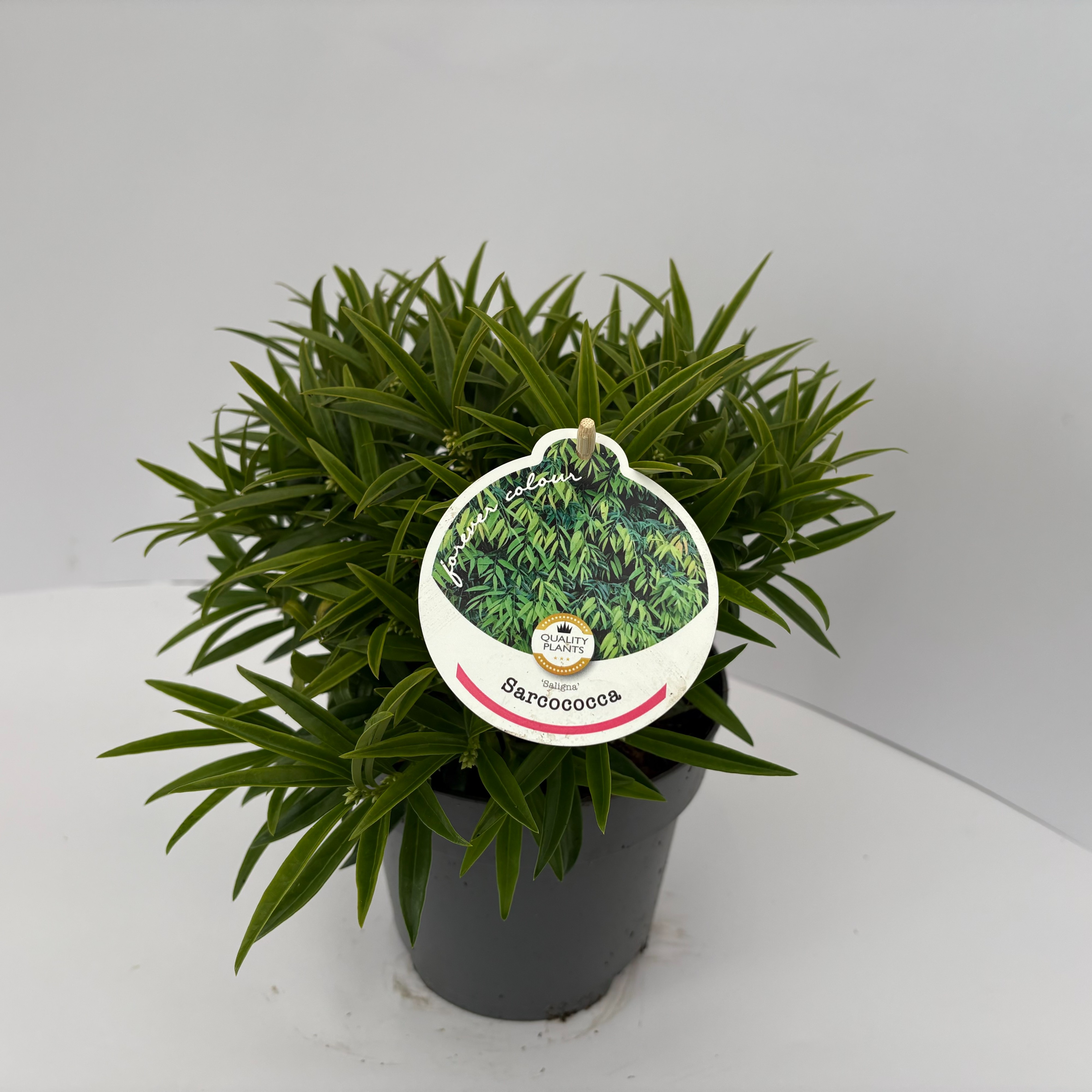 Picture of Sarcococca saligna P17 (2 Ltr)