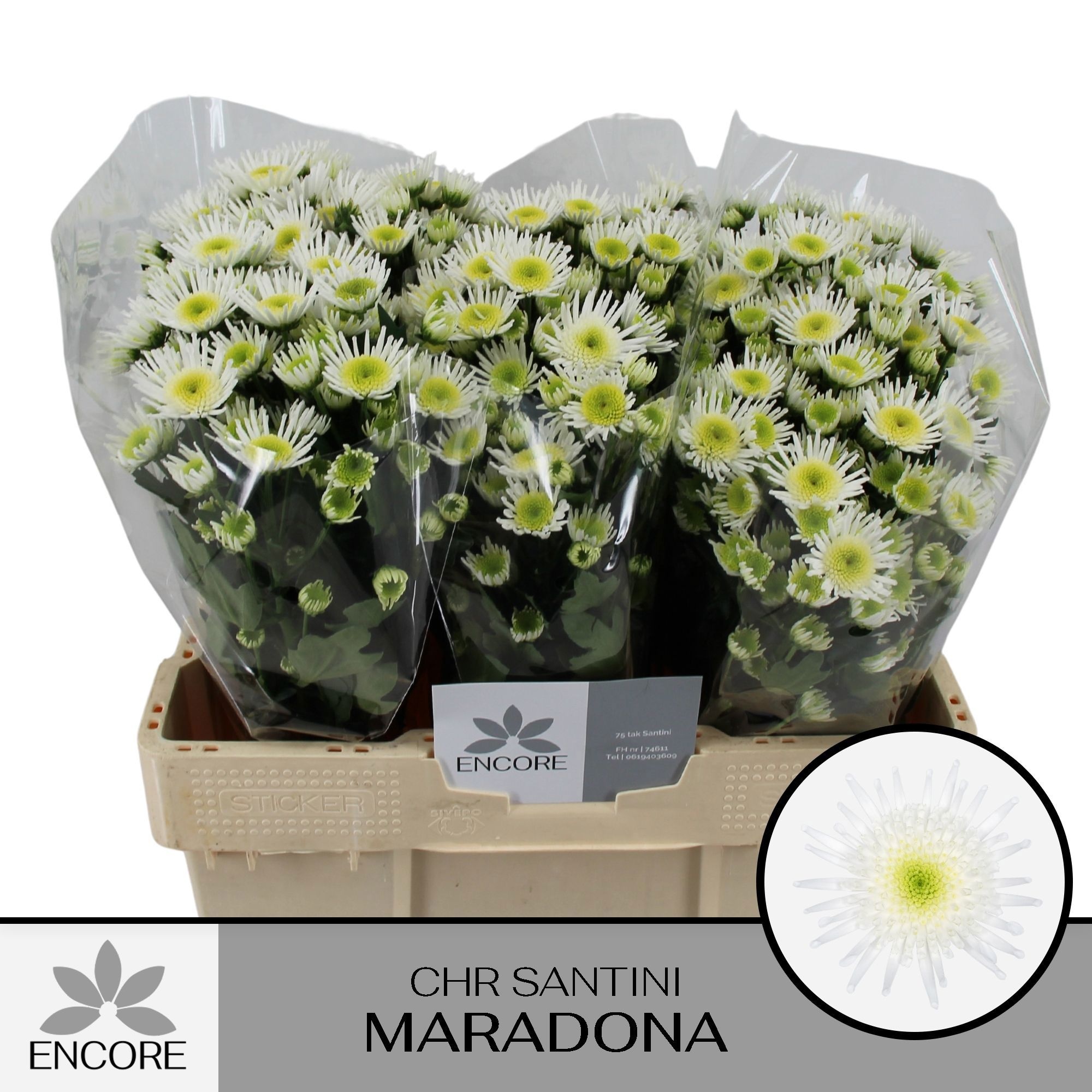 Chr S Maradona
