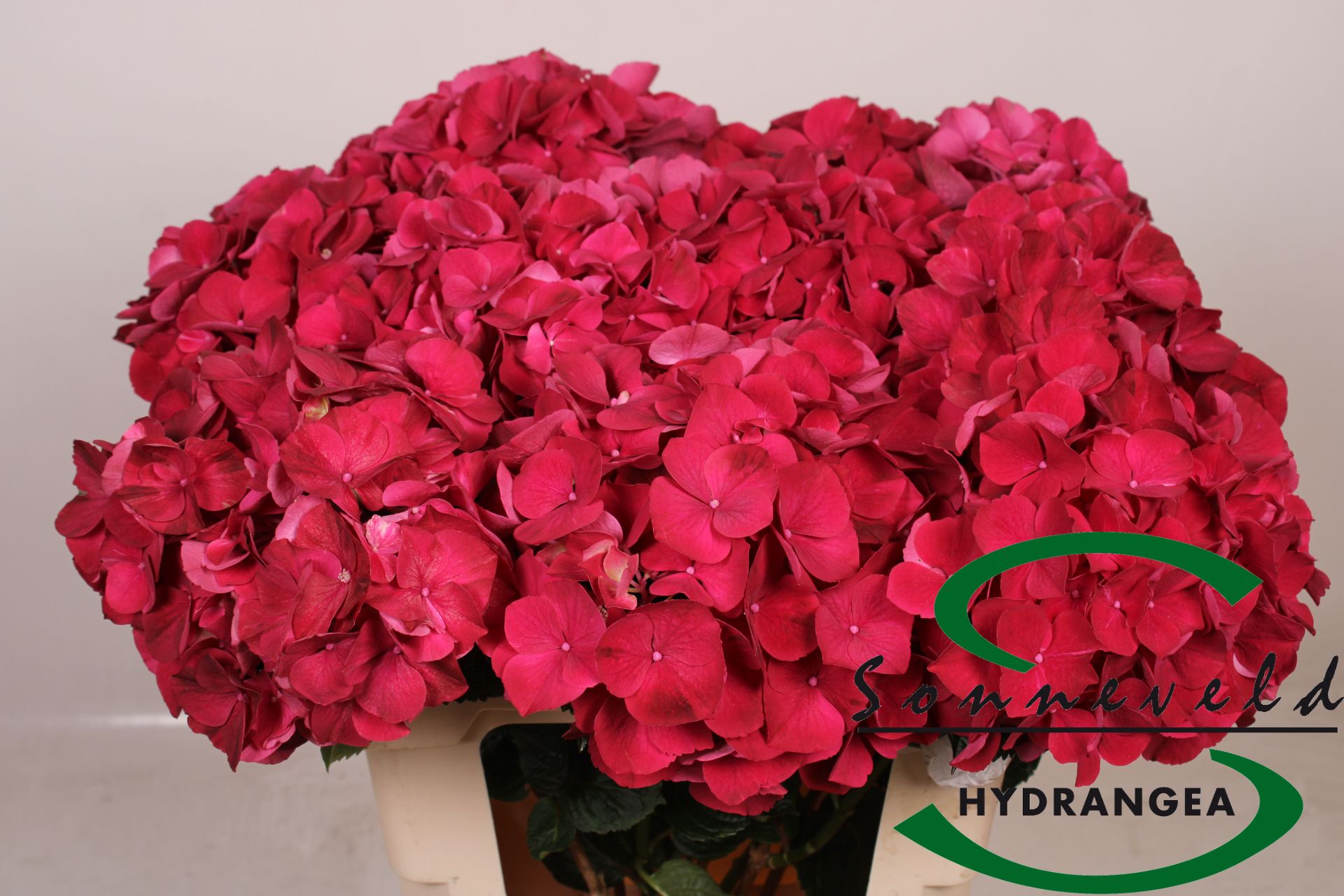 Hydrangea Rubyred 60cm Ø13-16cm