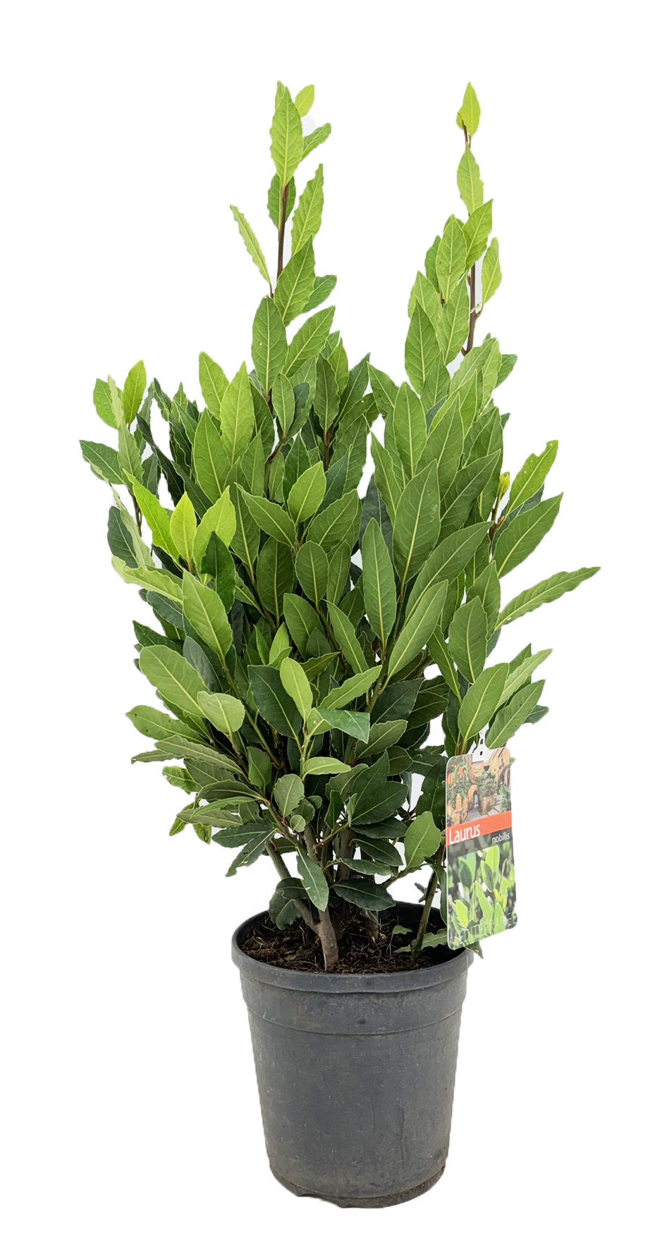 Picture of Laurus nobilis P21 (4 Ltr) 90cm