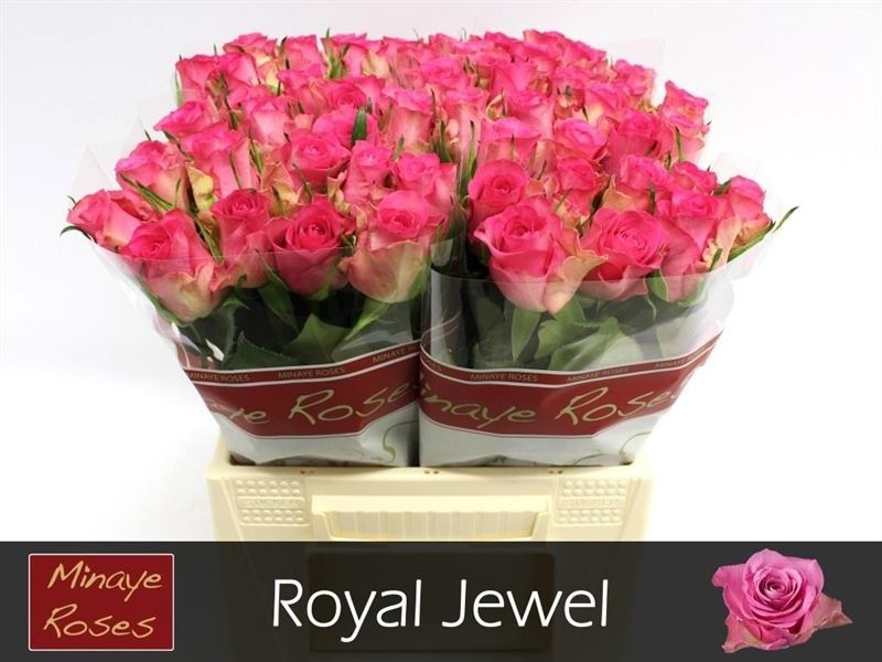 R Gr Royal Jewel