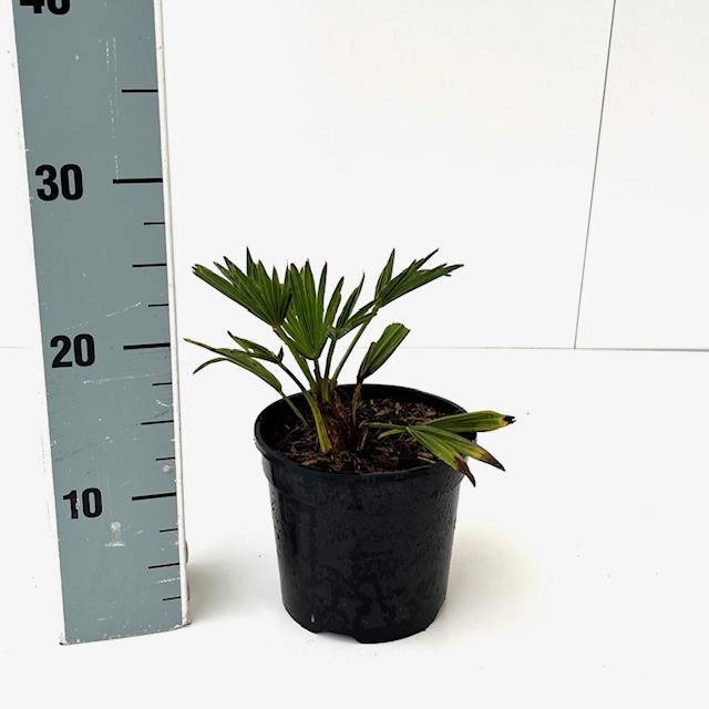 Picture of Trachycarpus fortunei C1.5 30/40