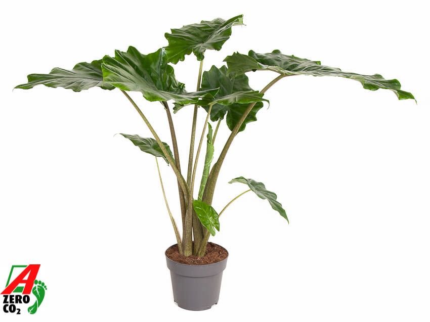 Alocasia 'Portodora' gap no
