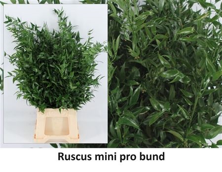 Ruscus Aculeatus Bs