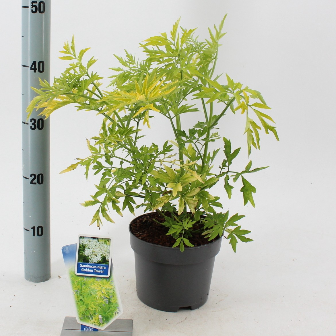 Picture of Sambucus nigra Golden Tower ('Jdeboer001'PBR) P17 (2 Ltr)