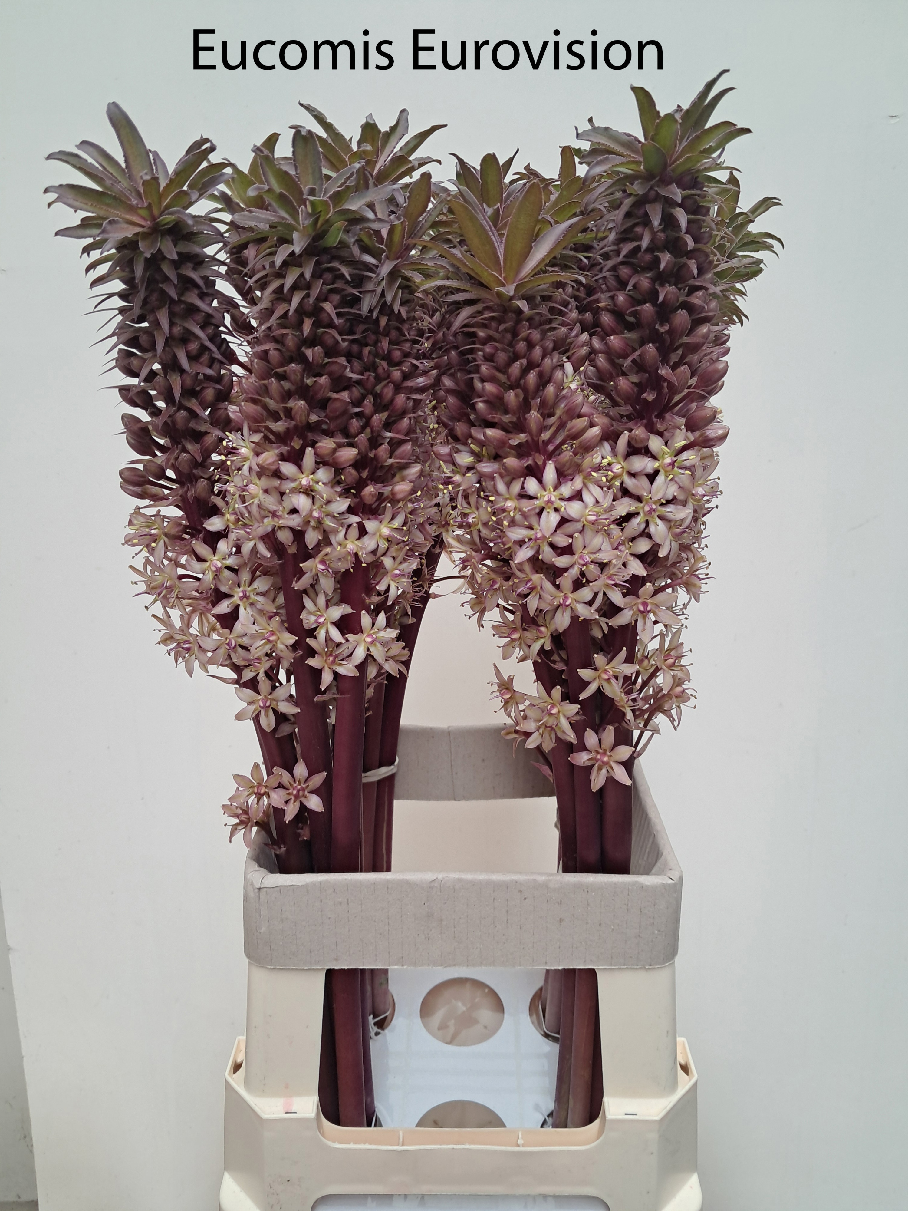 Eucomis Ov