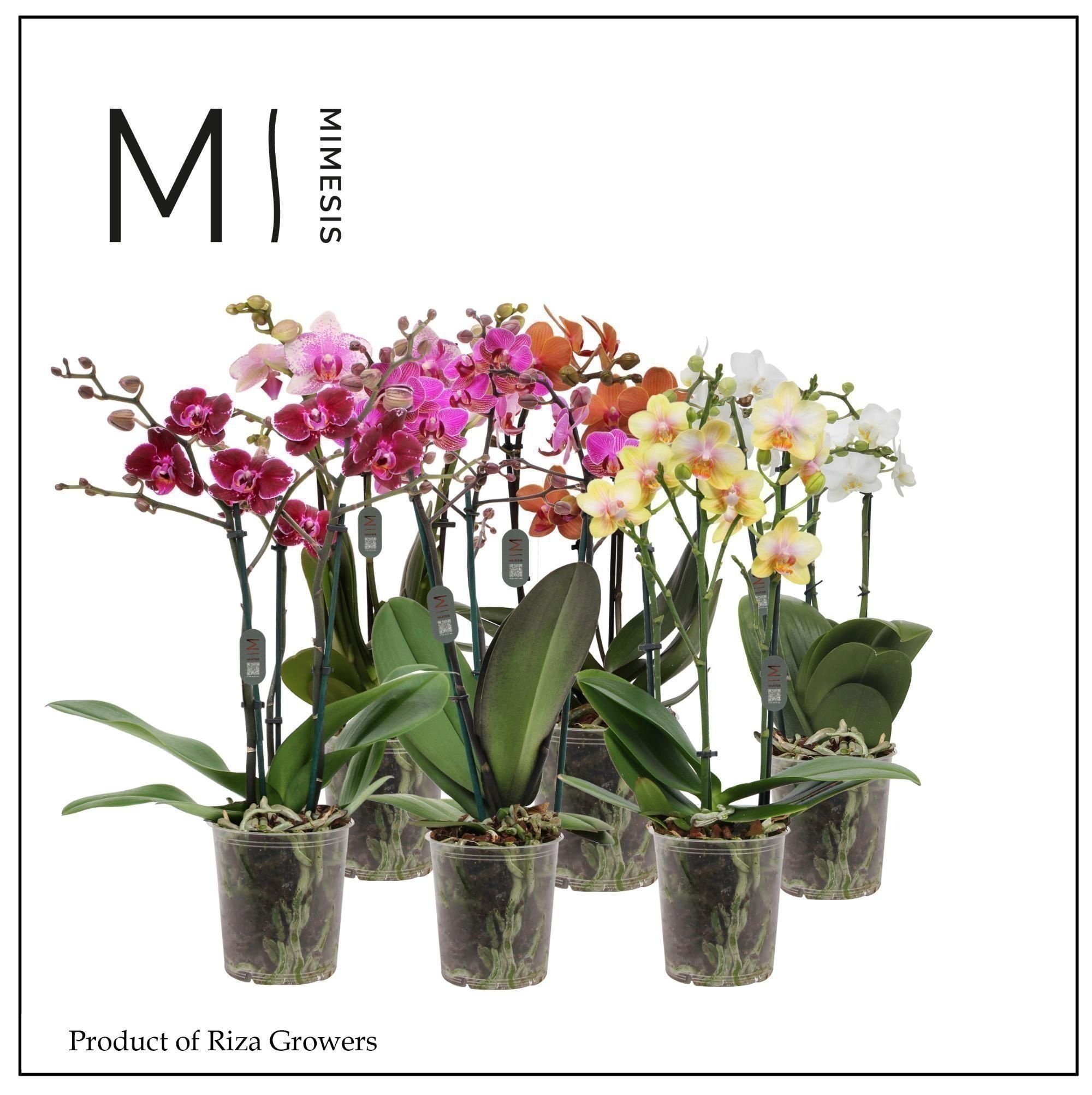 Phal Mf Gem 5 Kl 12P 50H 3TAK 30bloem 22bloei