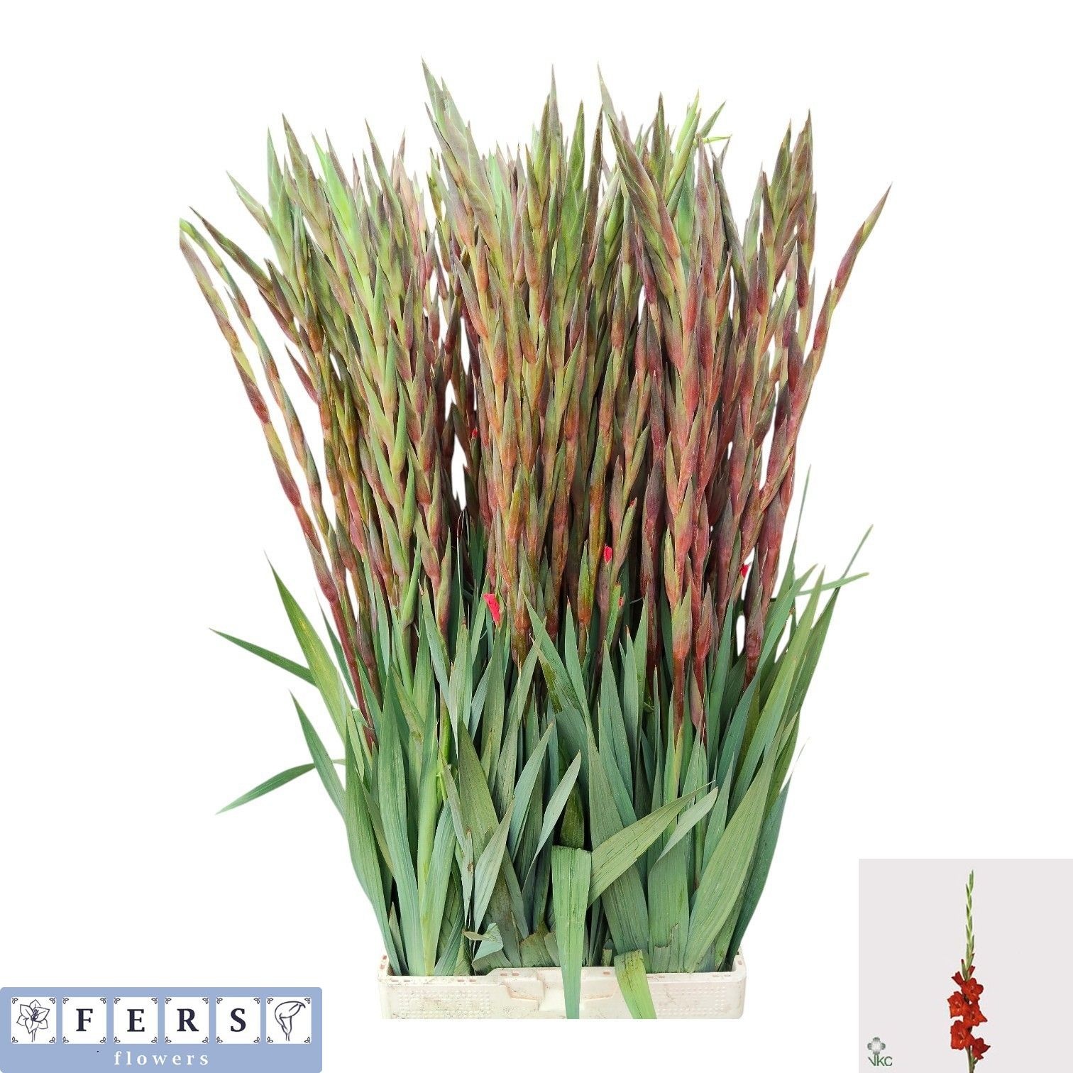 Gladiolus Chinon 120cm 140gram