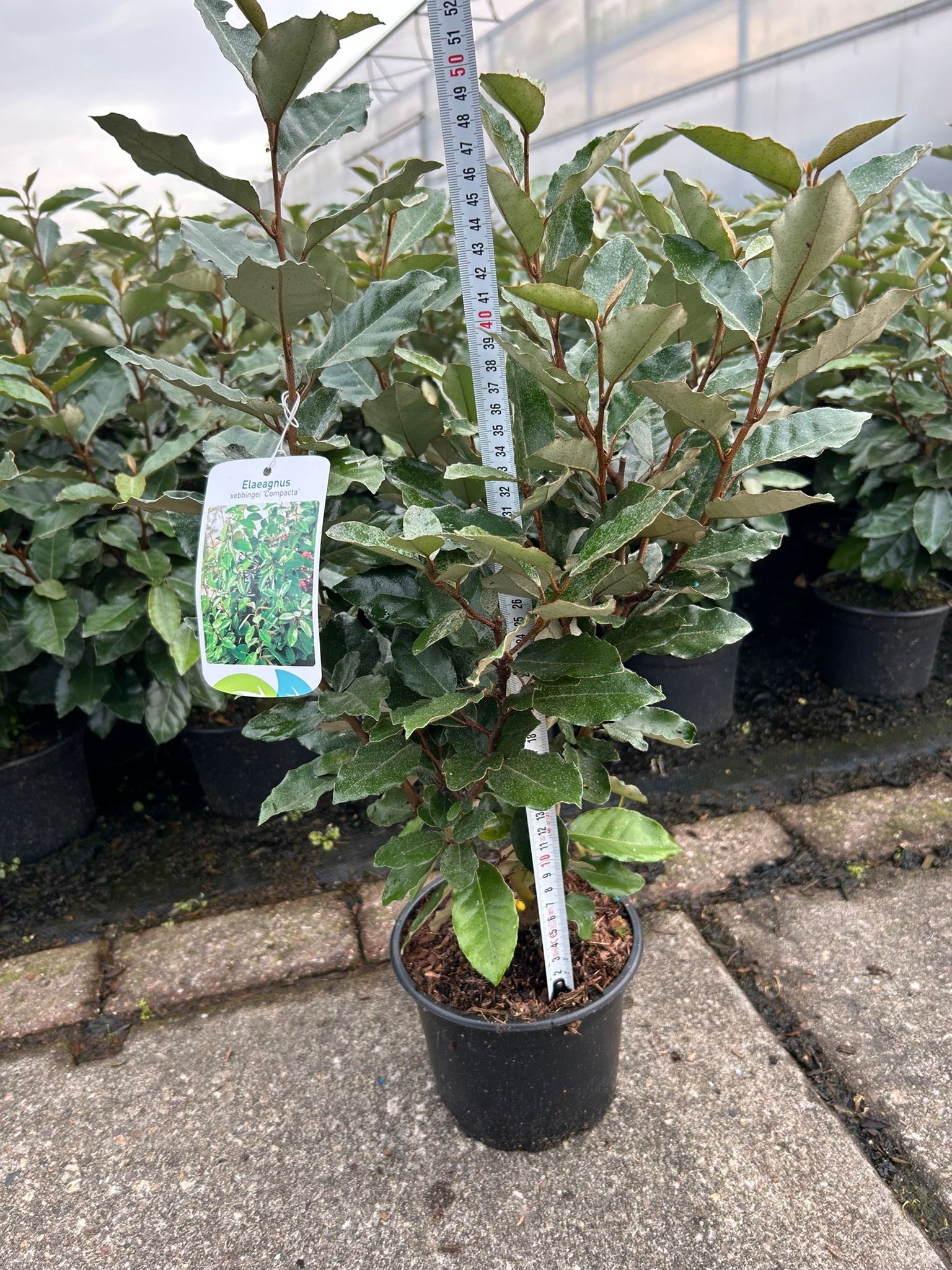 Picture of Elaeagnus ebbingei 'Compacta'