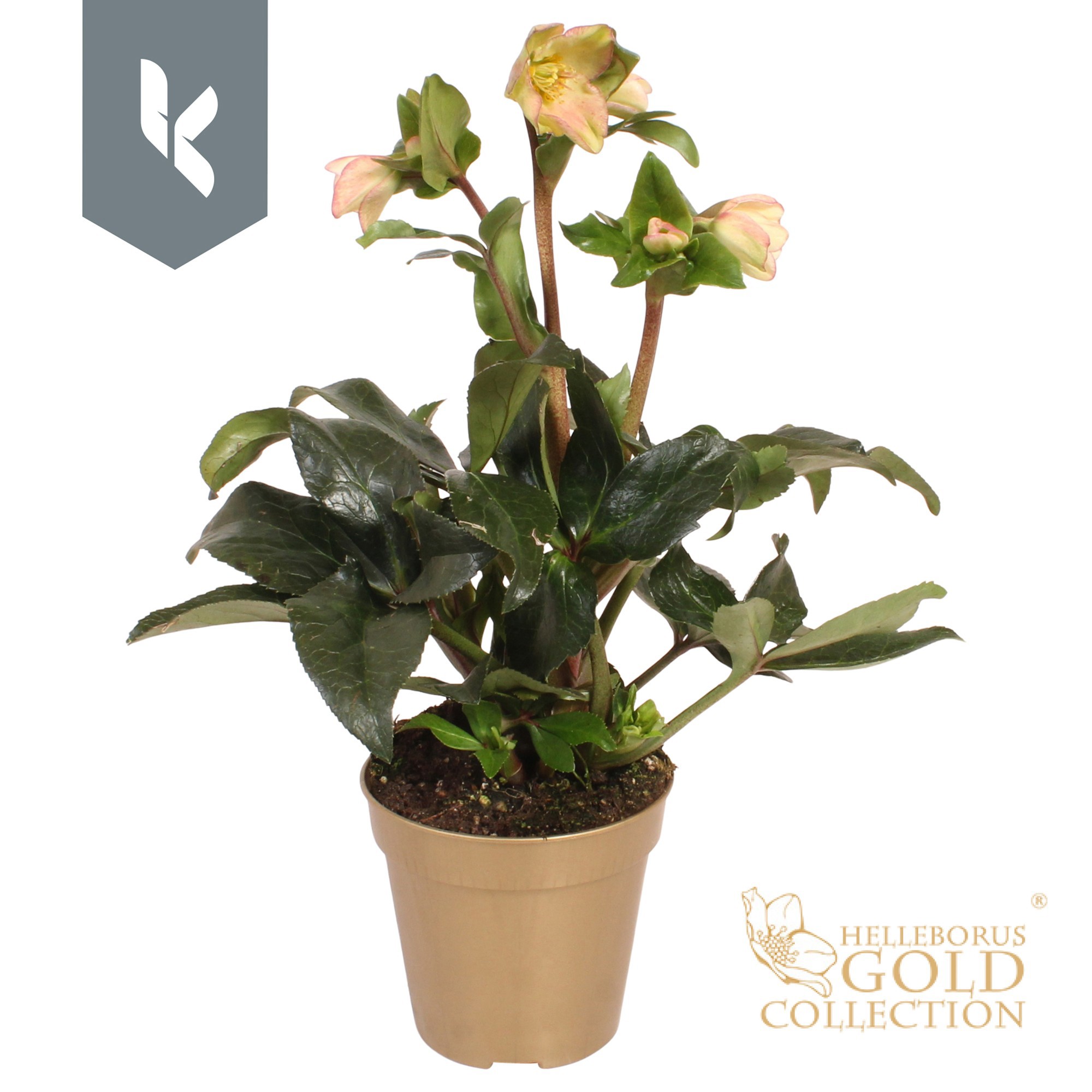 Hgc Helleborus Ice N Roses Ivory Blush In Gouden P