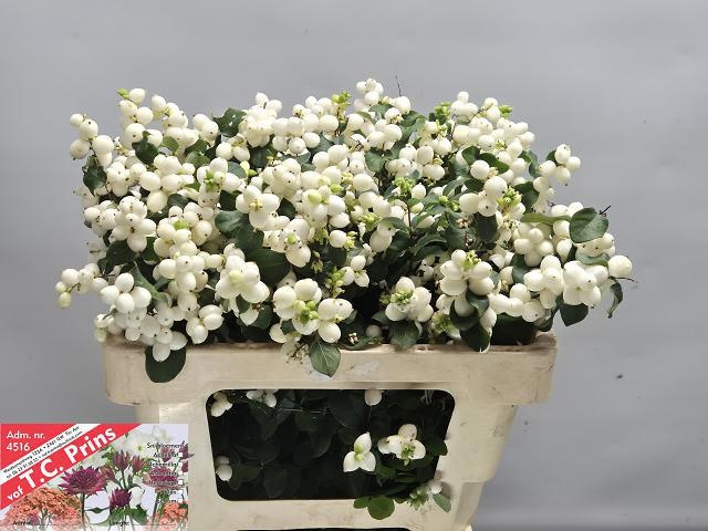 Sympho Mag Lemo Lime 50cm
