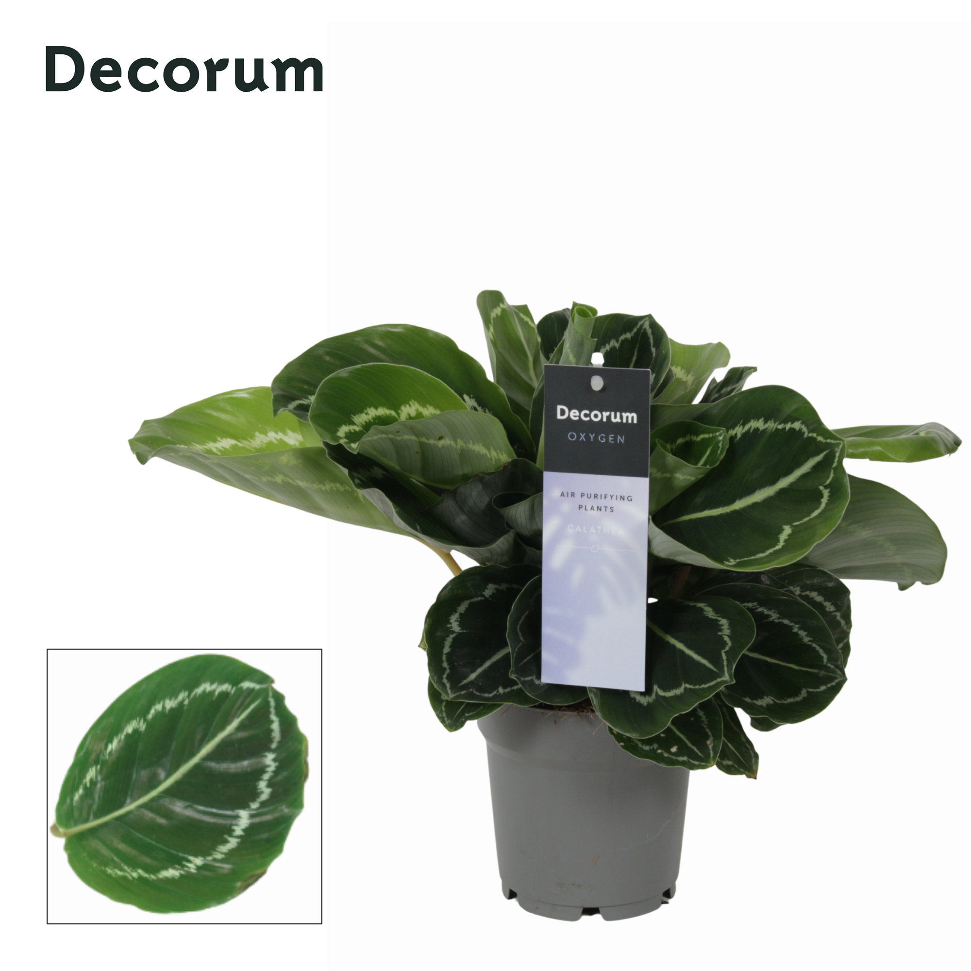 Calathea Crimson Green 12Ø 30cm