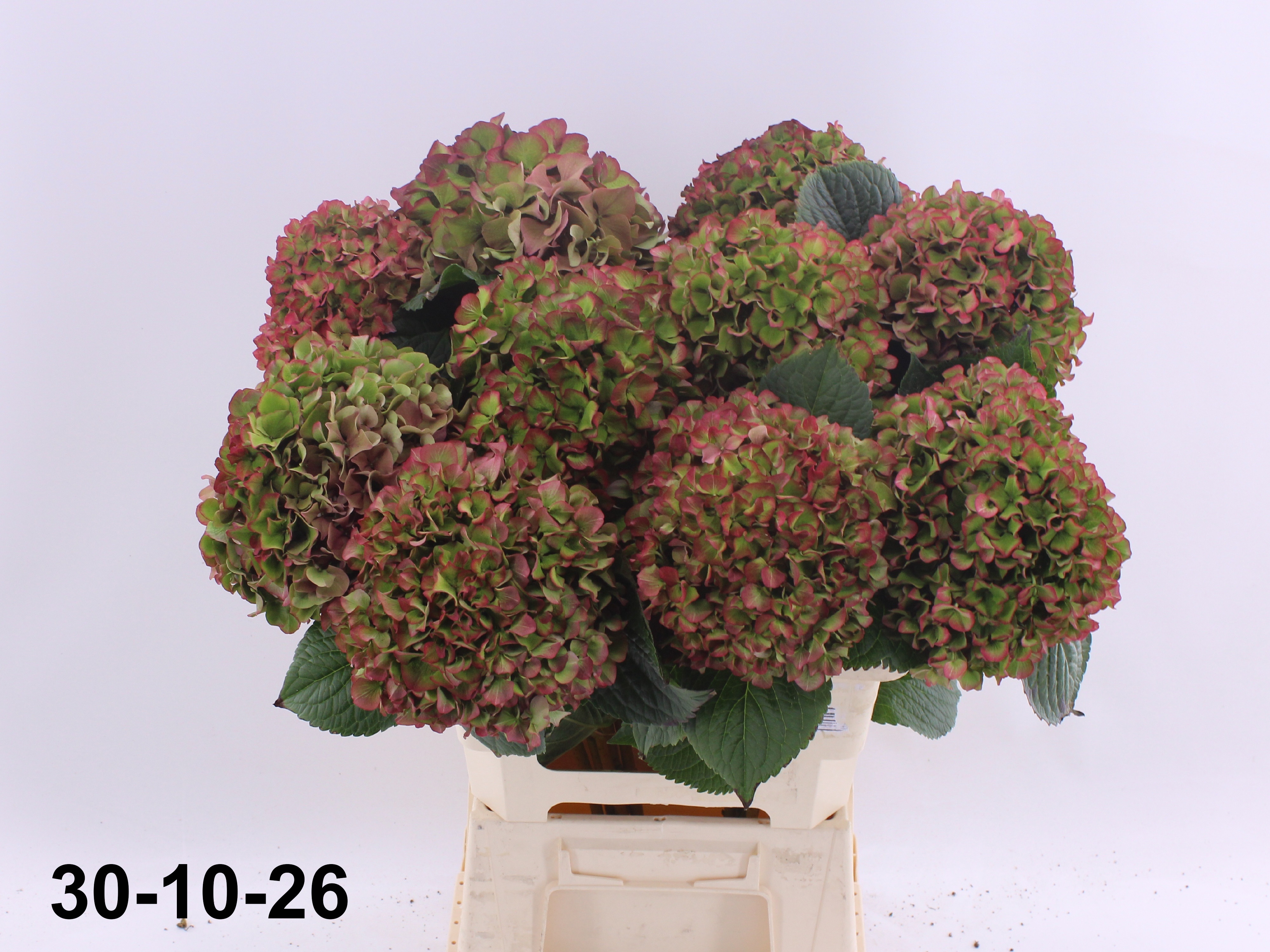 Hydrangea Glowing Alps Classic 60cm 17Ø