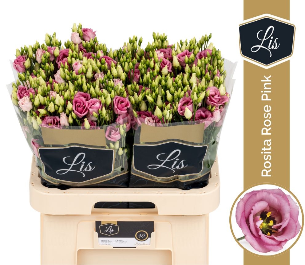 Eus G Rosi Rose Pink