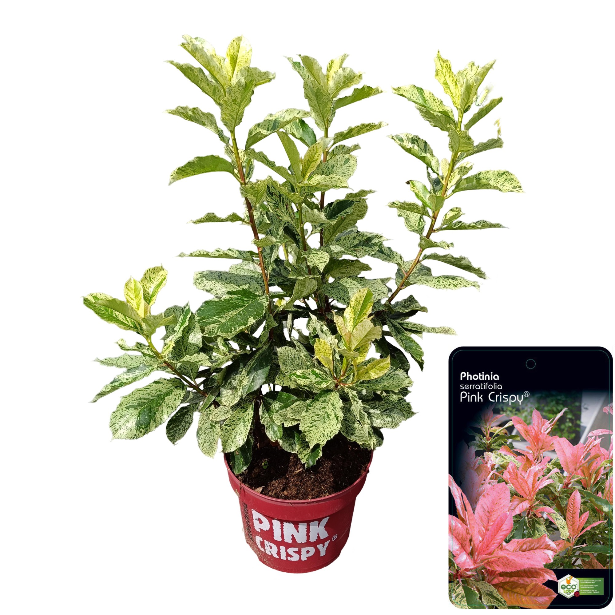 Picture of Photinia serratifolia 'Pink Crispy'® C10