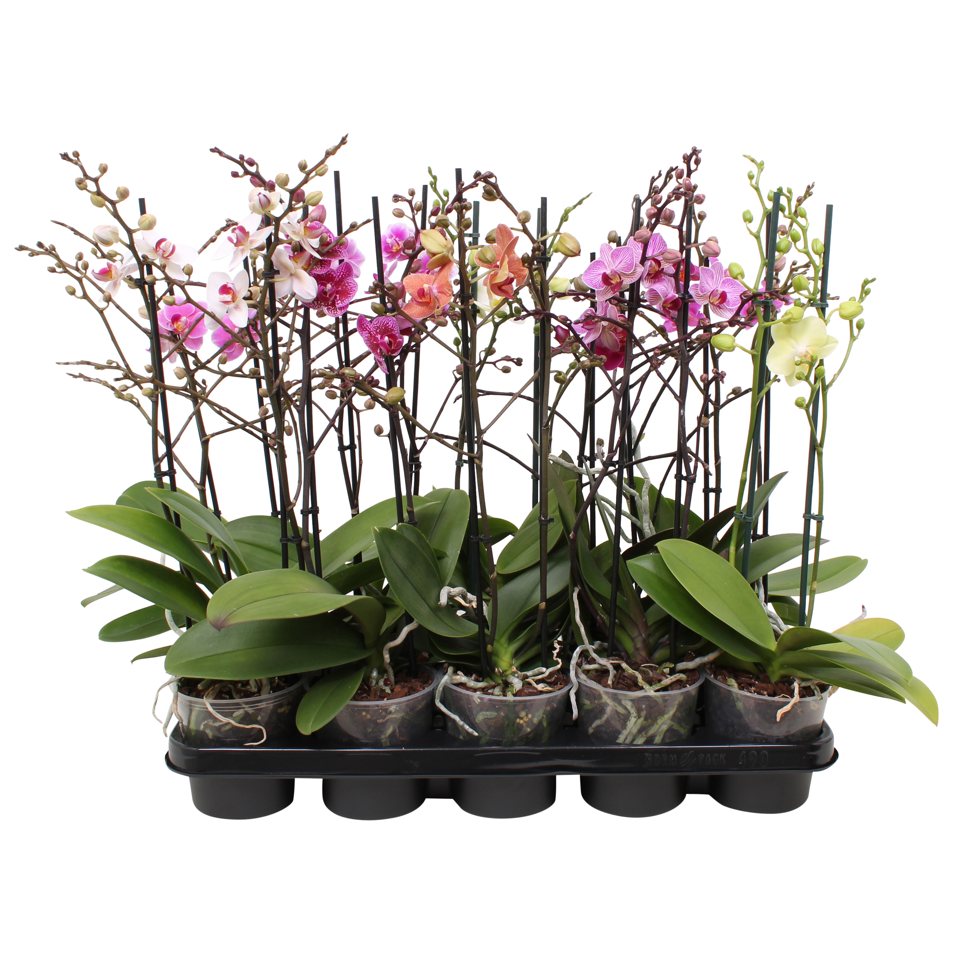 Picture of Phalaenopsis hybrid Multiflora 5 colours P12 2 spikes branched 30+ flowers height 39 cm