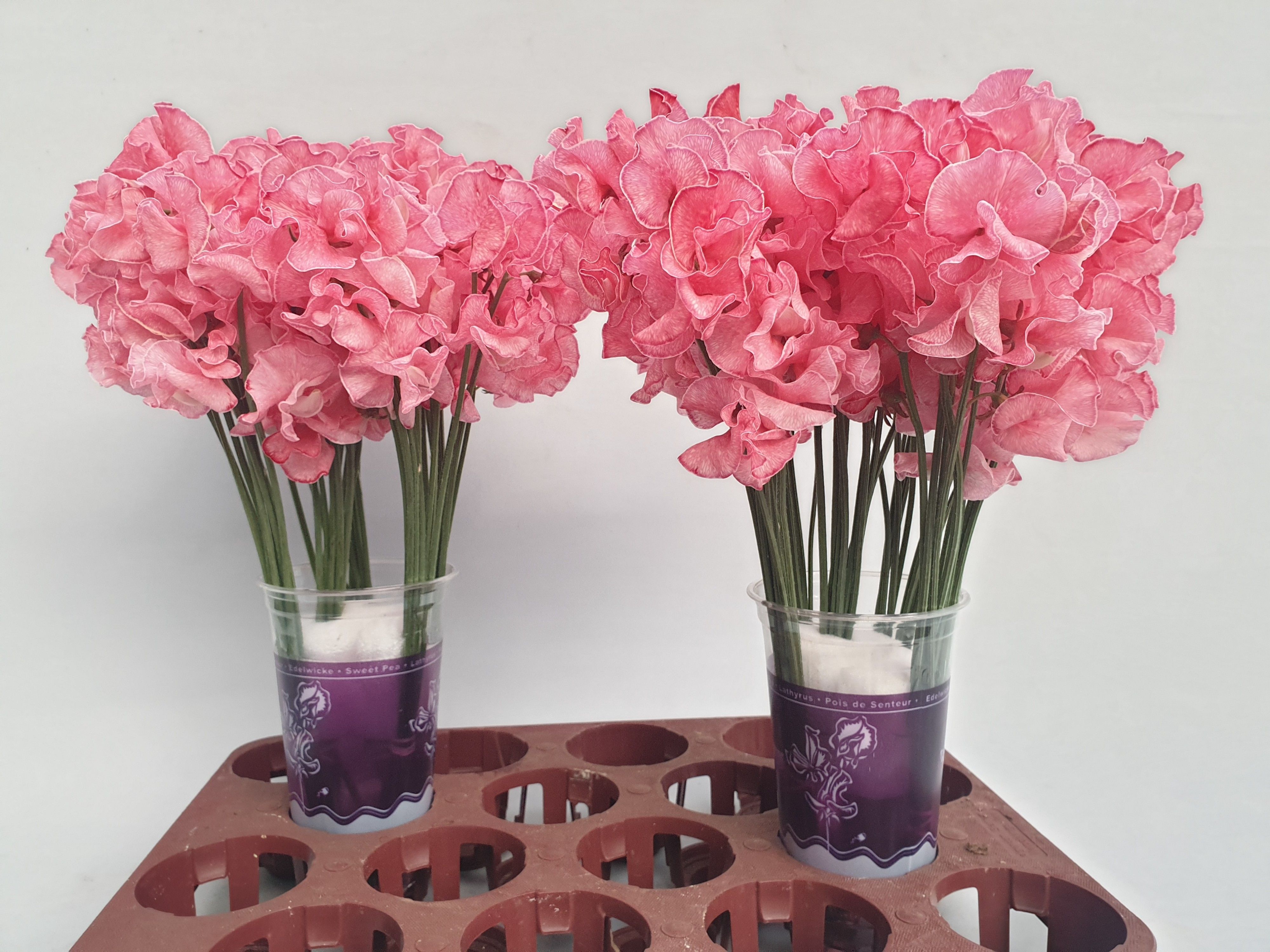 Lathyrus Rood Magic