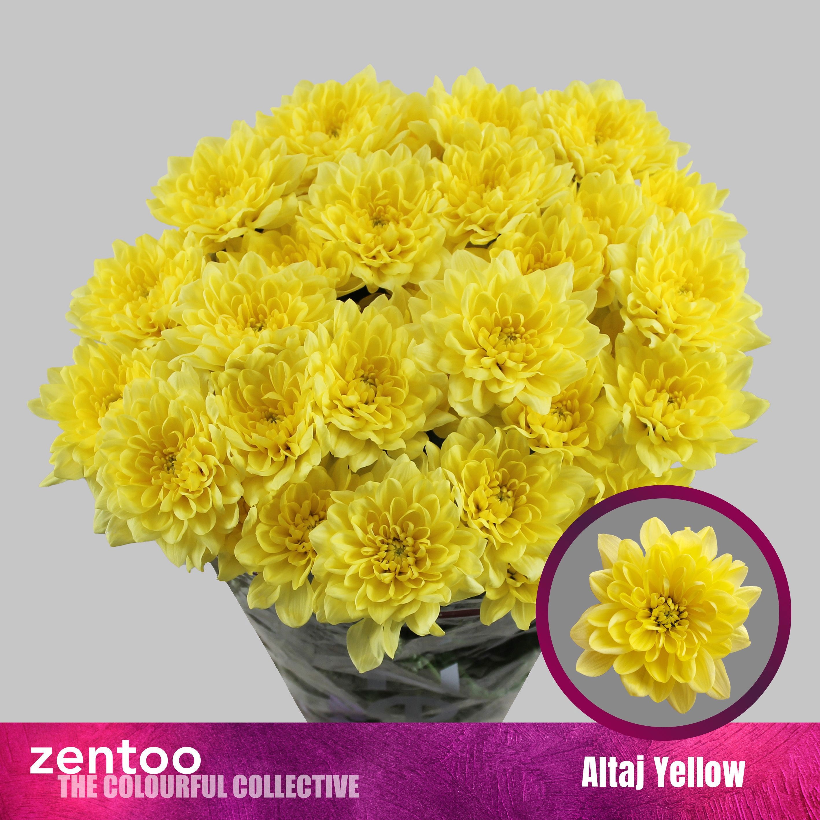 Chrys Spray Altaj Yellow 110gram