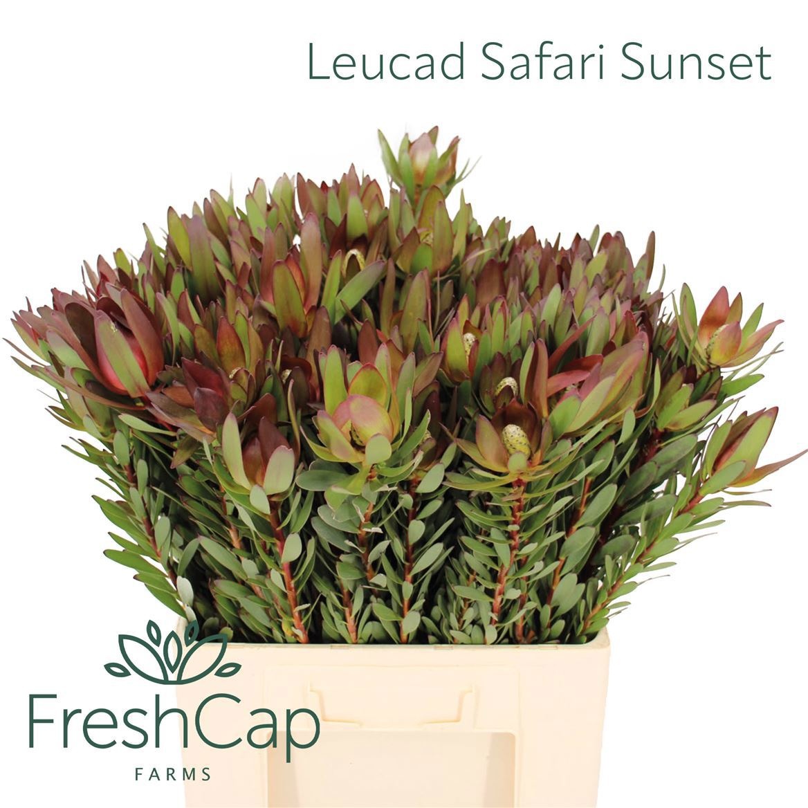 Leucadendron Safari Sunset 60cm