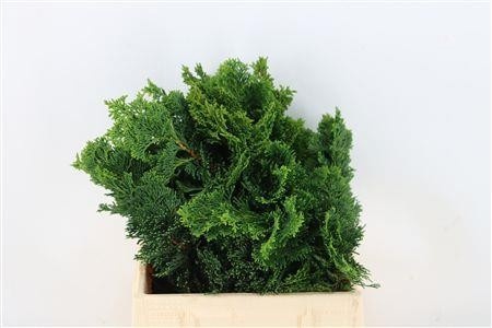 Chamaecyparis Obtusa Nana Gr 40cm 982gram