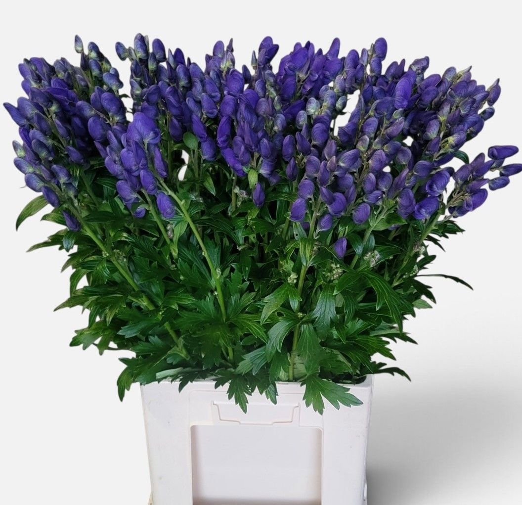 Aconitum Arensi 80cm