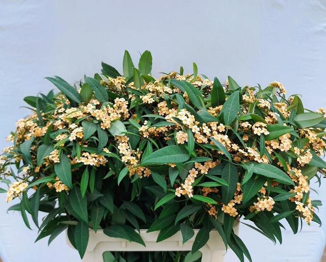Euphorbia Spray Cognac Baron 80cm