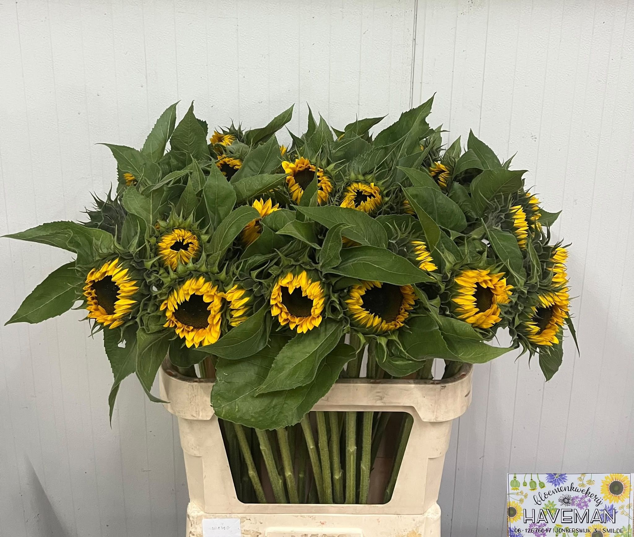 Helianthus Sunrich Or 80cm 14Ø