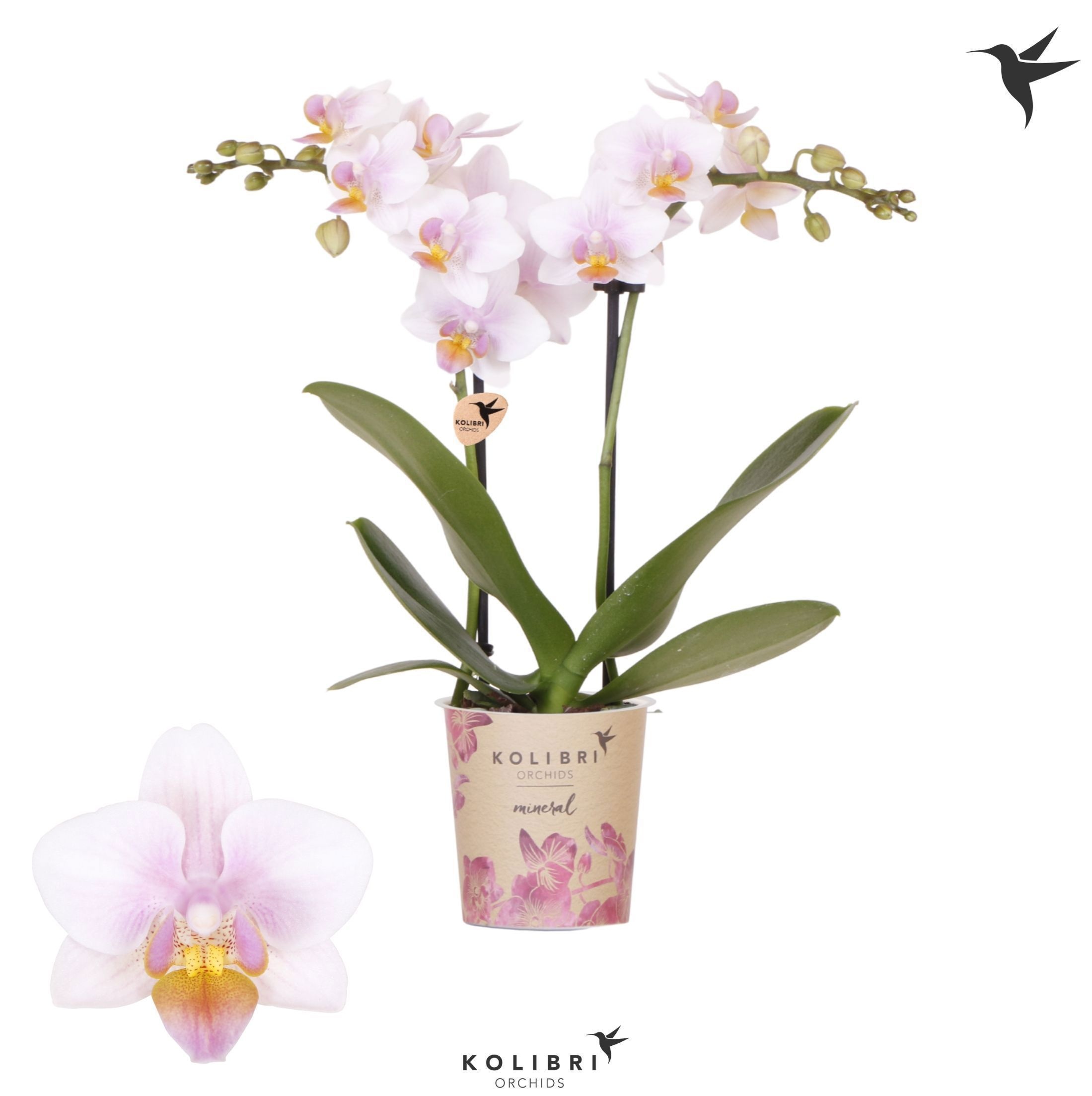 Phalaenopsis Kolibri Orchids Phalaenopsis Austria 2 spike
