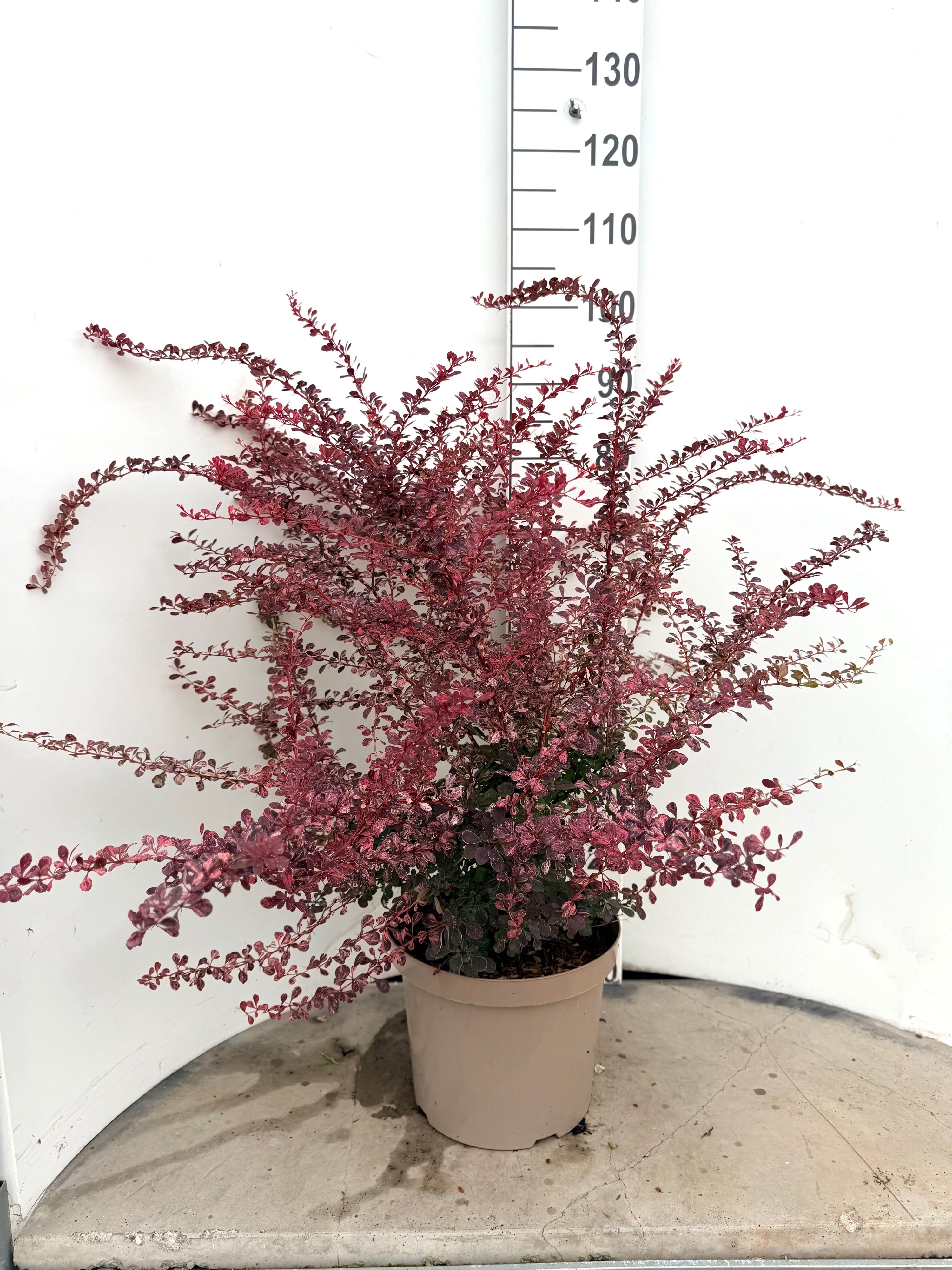 Berberis thunbergii 'Rose Glow'