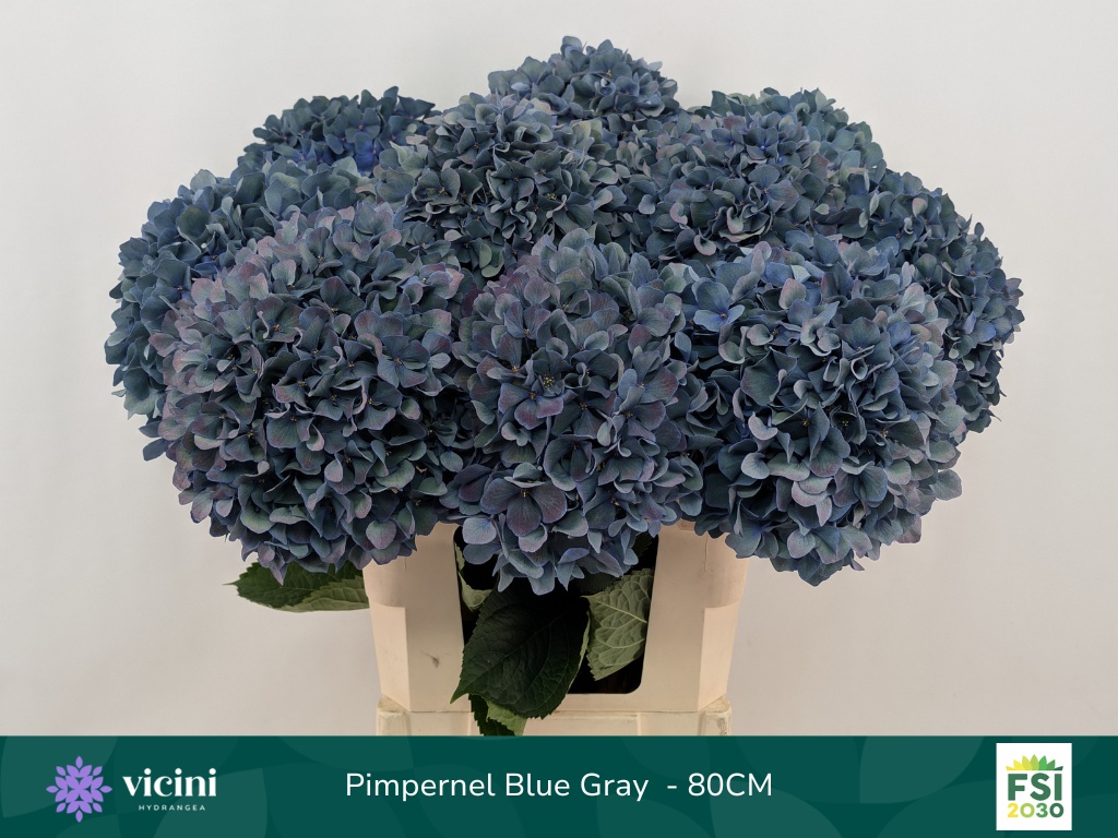 Hydr M Pimpernel Cl