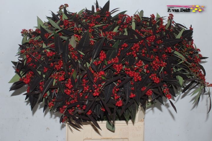 Euphorbia Spray Kuttlers Samtrot 80cm