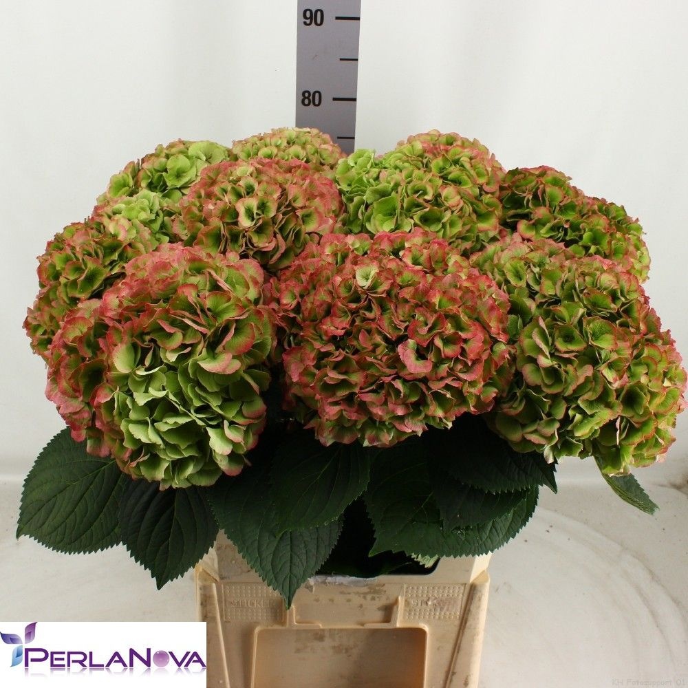 Hydrangea My Heaven Classic 80cm 25Ø