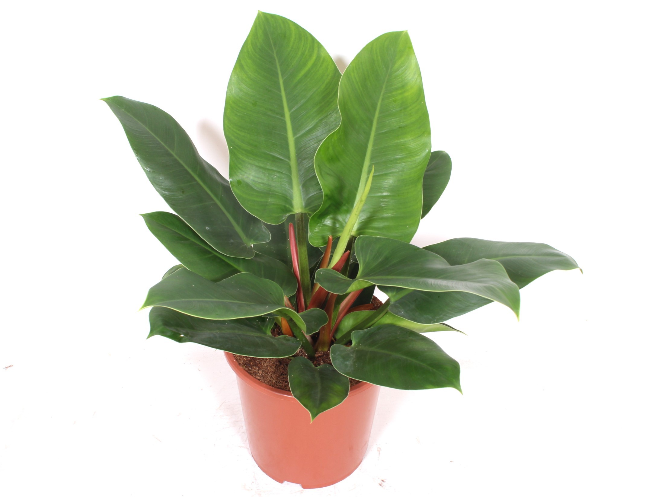 Philodendron 'Imperial Green' | Hamiplant