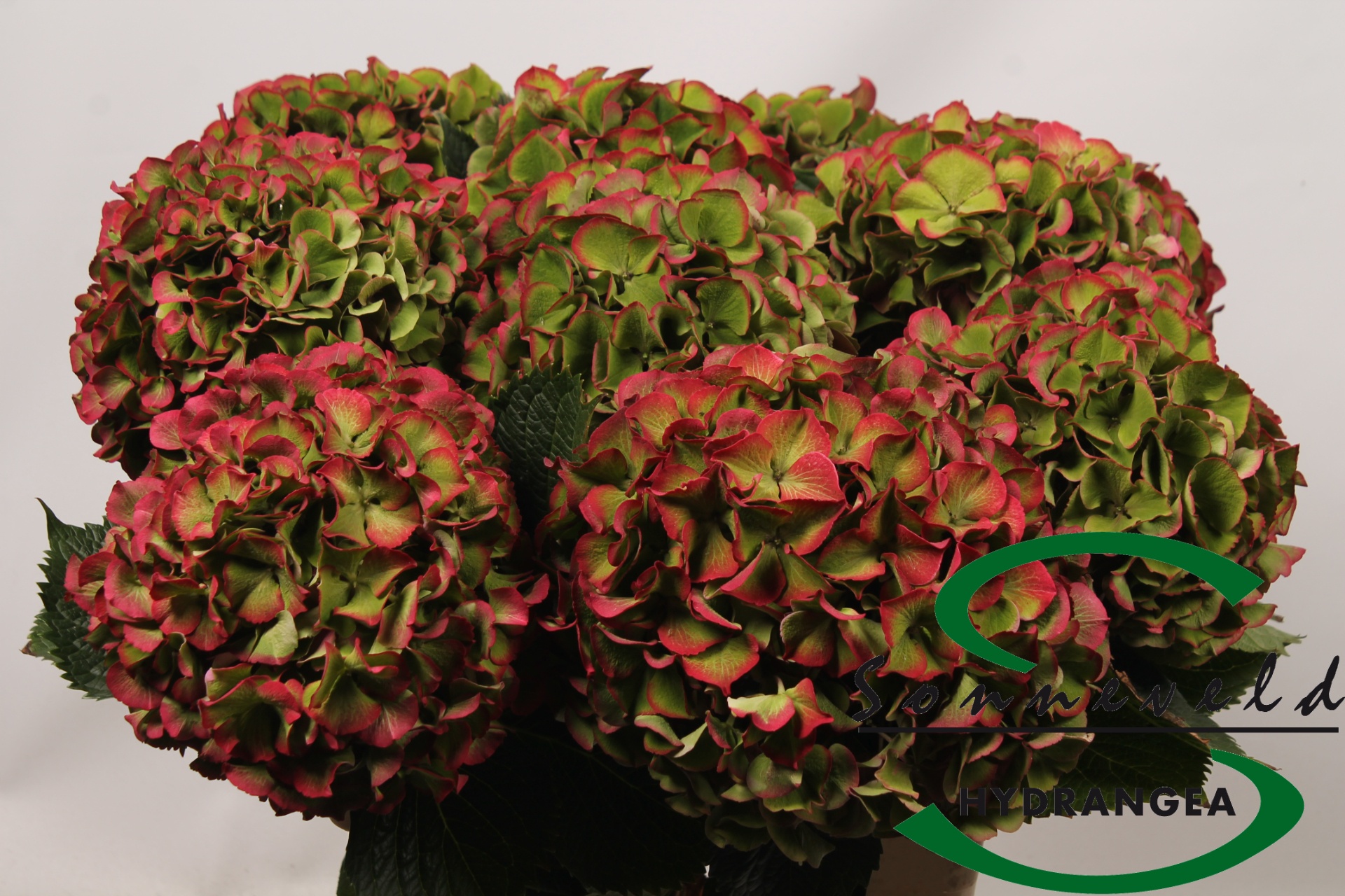 Hydrangea Glowing Alps Classic 70cm 21Ø