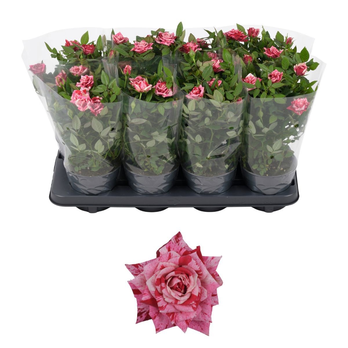 Nolina Special Roses Ø 13 Cm Ganna Blanco Sleeve