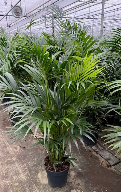 Picture of Howea forsteriana (Kentia) P27 160CM (LOOSE)